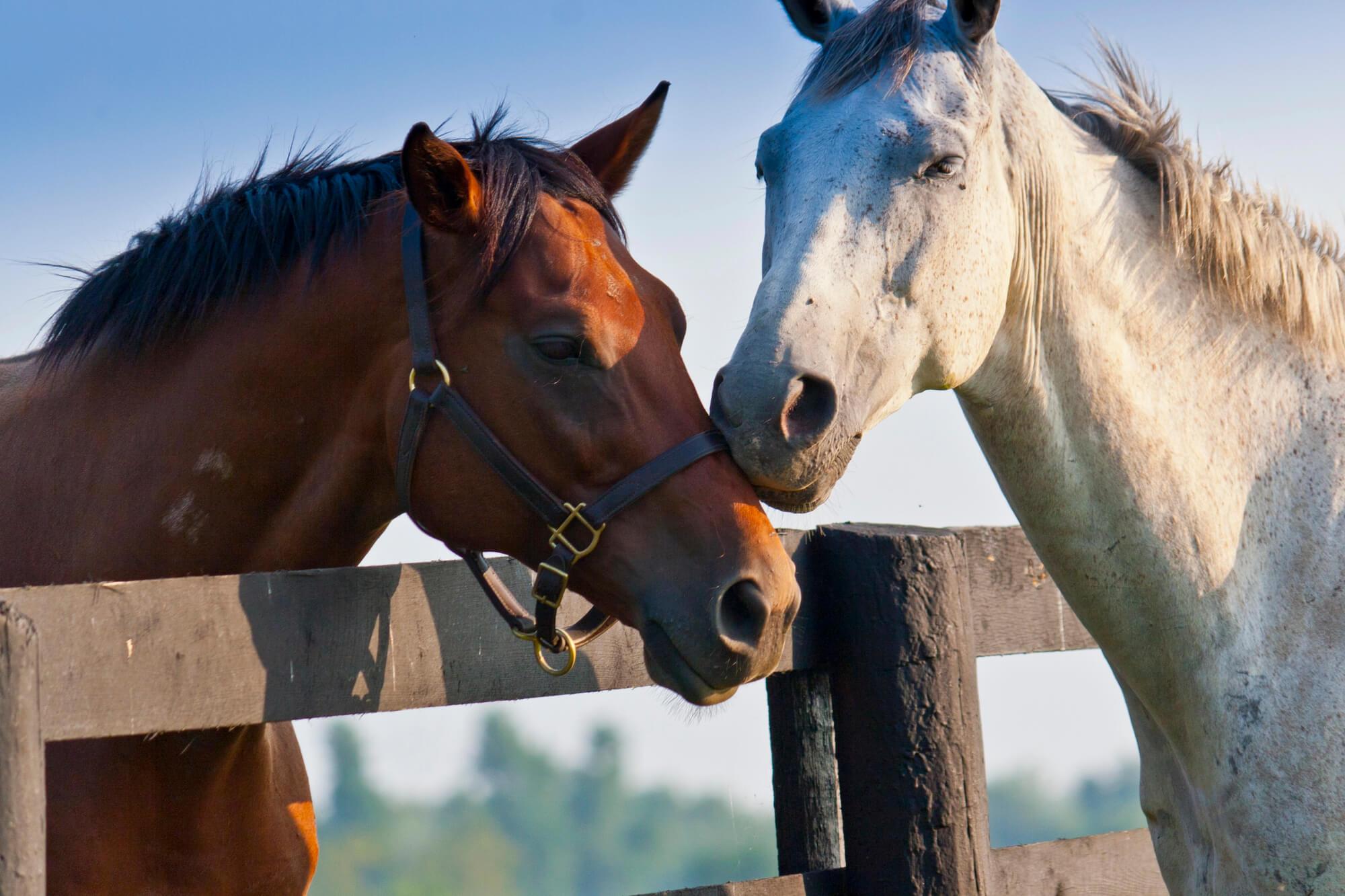 horses protected by horse fencing