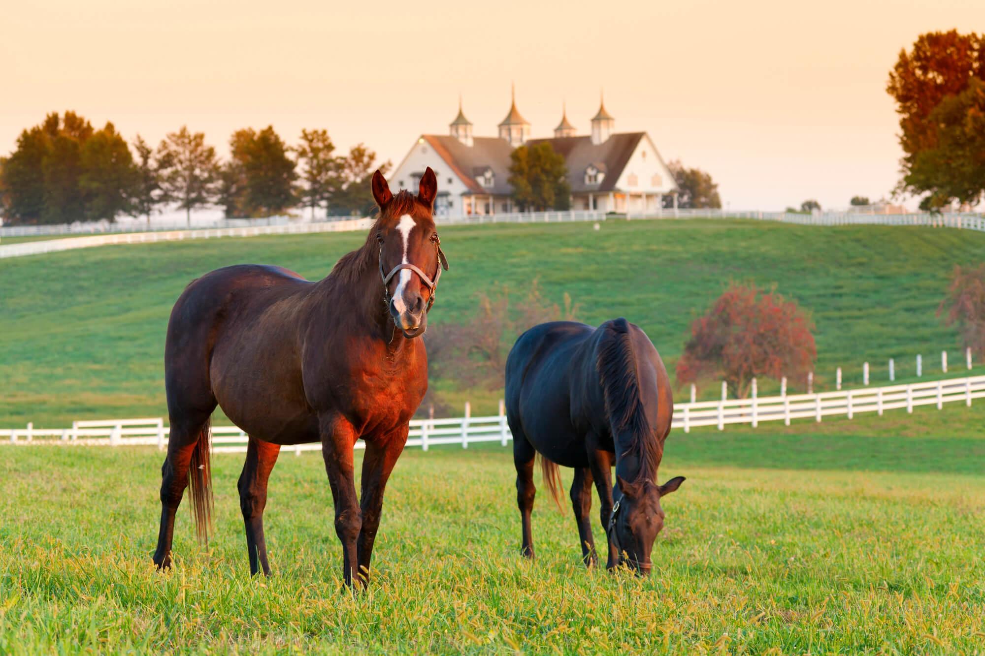 newly installed horse fencing