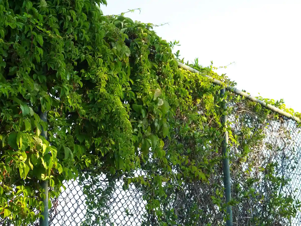 vine all over fence from chain link fence company near me