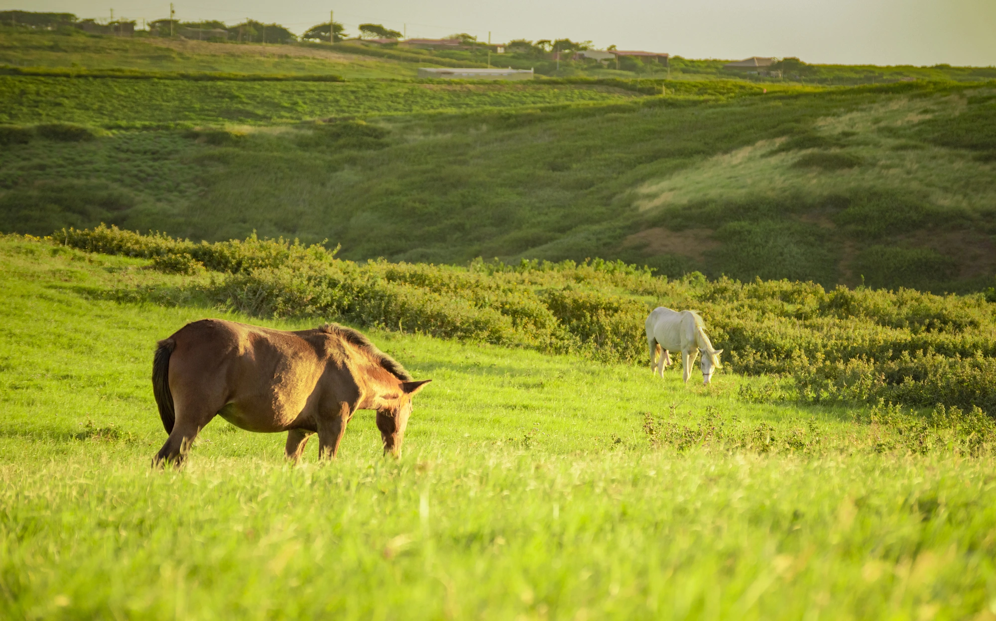 field-with-a-pair-of-horses-needing-horse-fencing