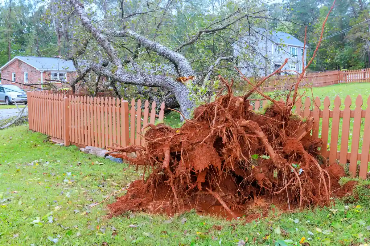 uprooted tree that has broken fence before fence repairs