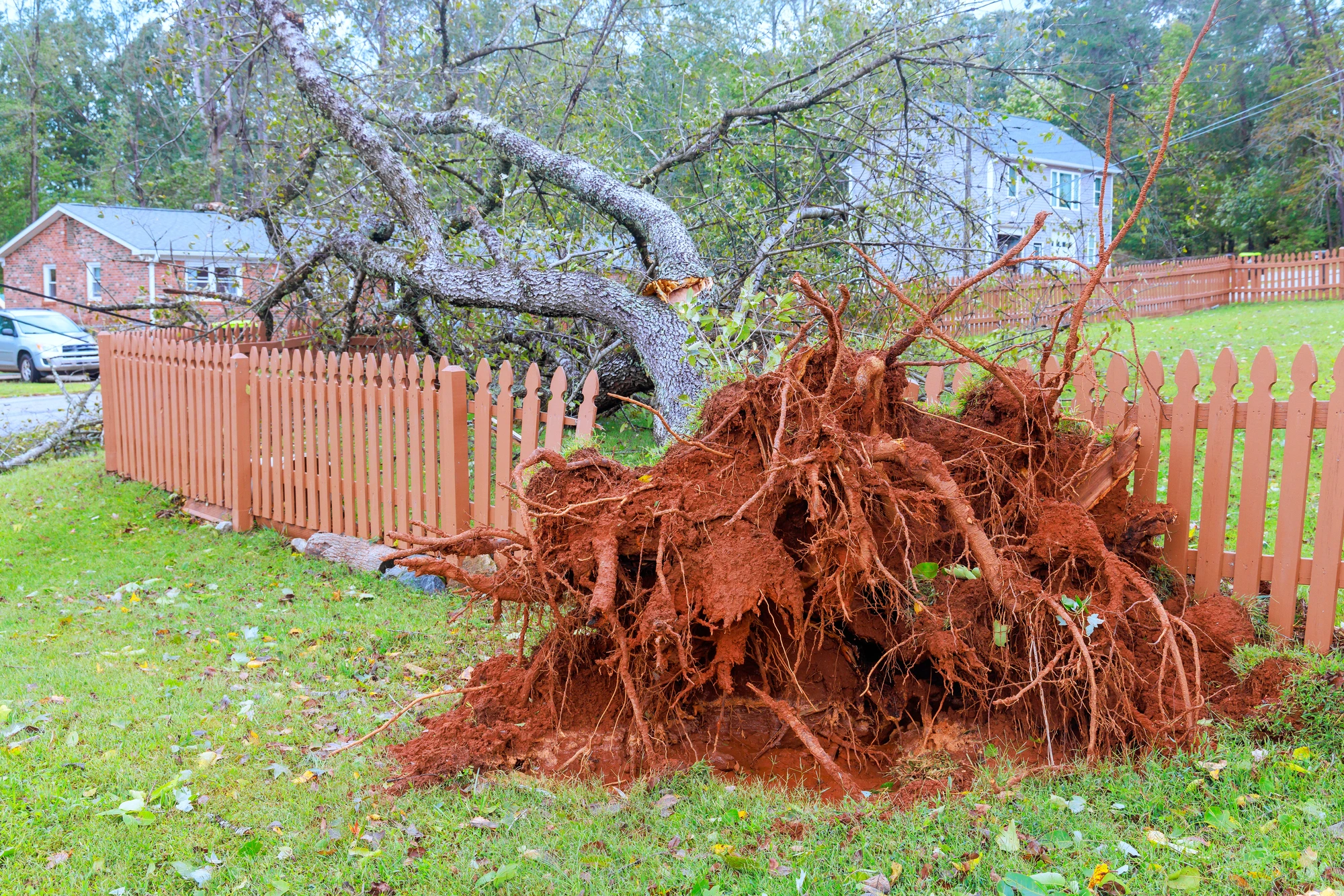 uprooted tree that has broken fence before fence repairs